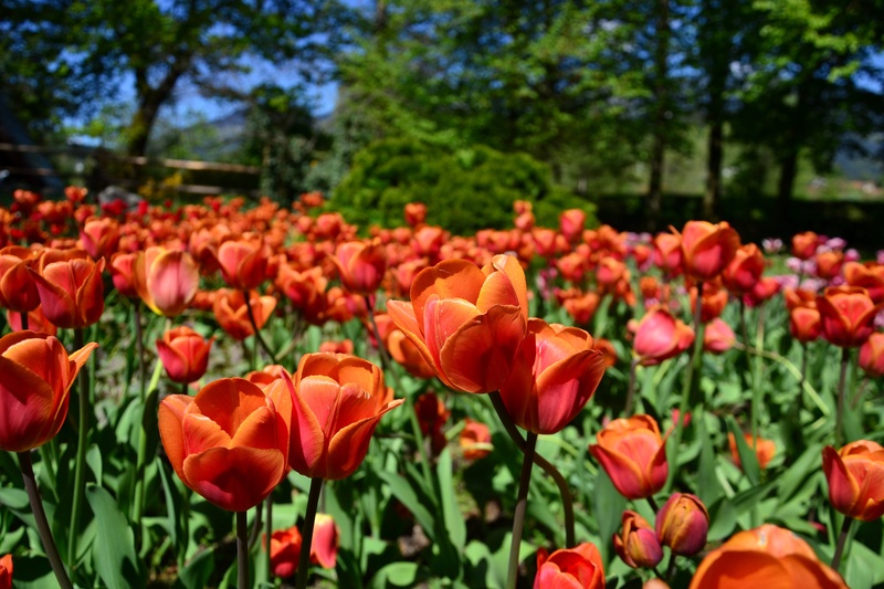 Tulipani by Robert