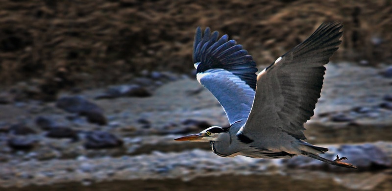 Flight of a HeroN by mihaaa