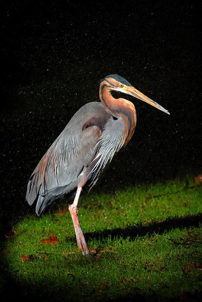 Heron on A ray of LighT by mihaaa