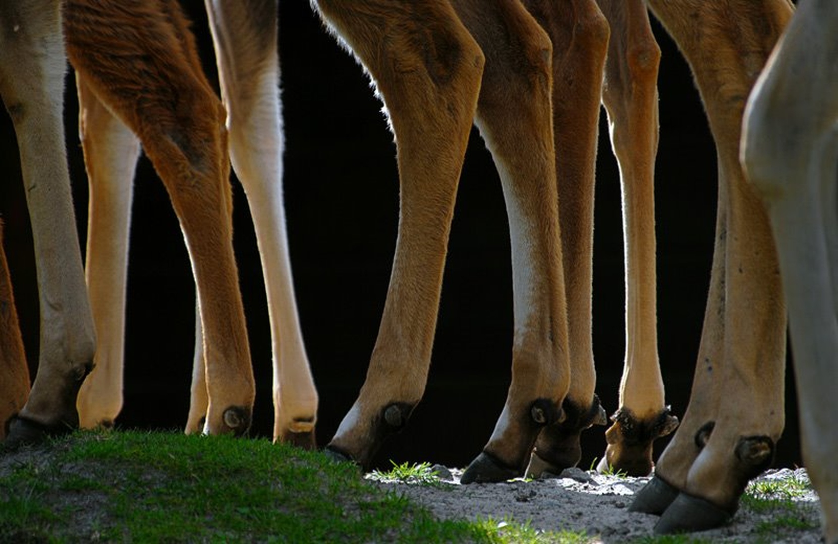 LeggieS by mihaaa