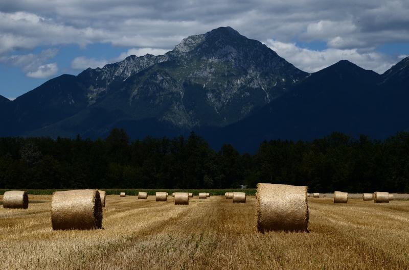 Zlato polje pod gorami... by Andraž Jagodic