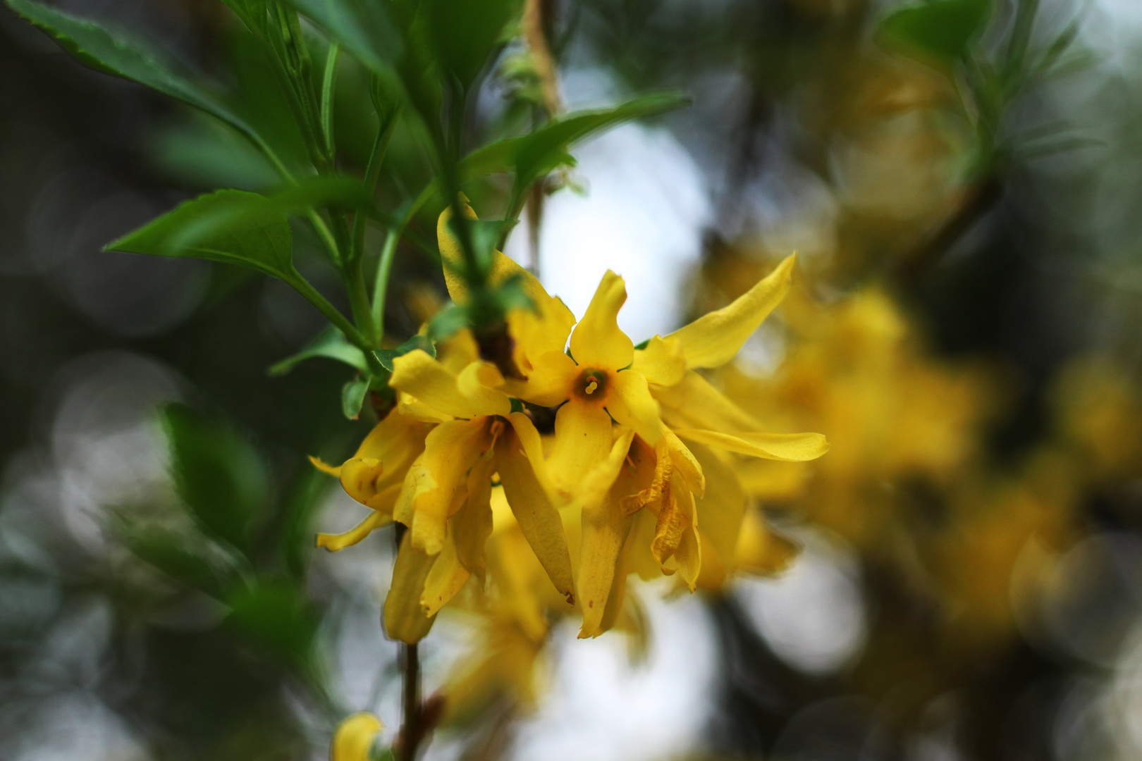 Rumen bokeh by Maruša Meško
