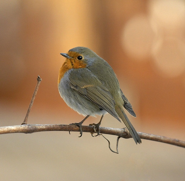 erithacus rubecula by Janez Mrak