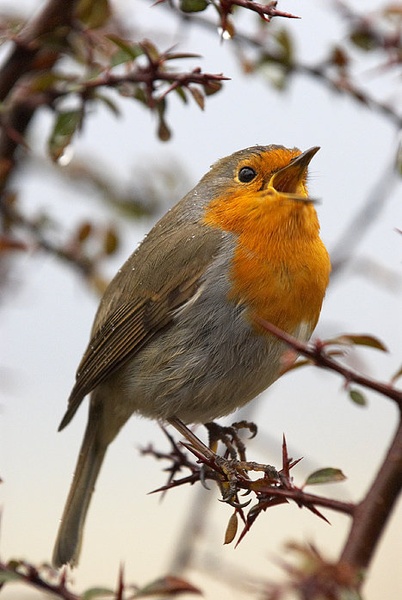singing in the rain by Janez Mrak