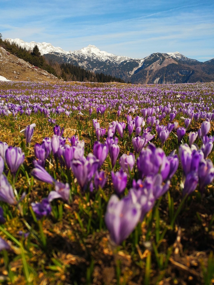 Velika planina by Doroteja Menhart