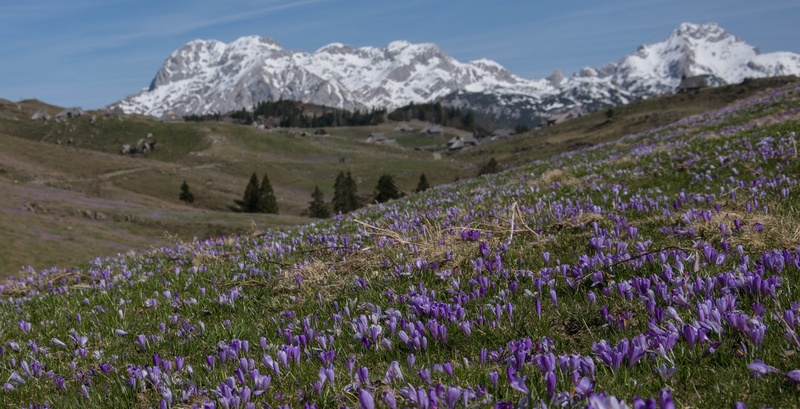 Velika planina III by Doroteja Menhart