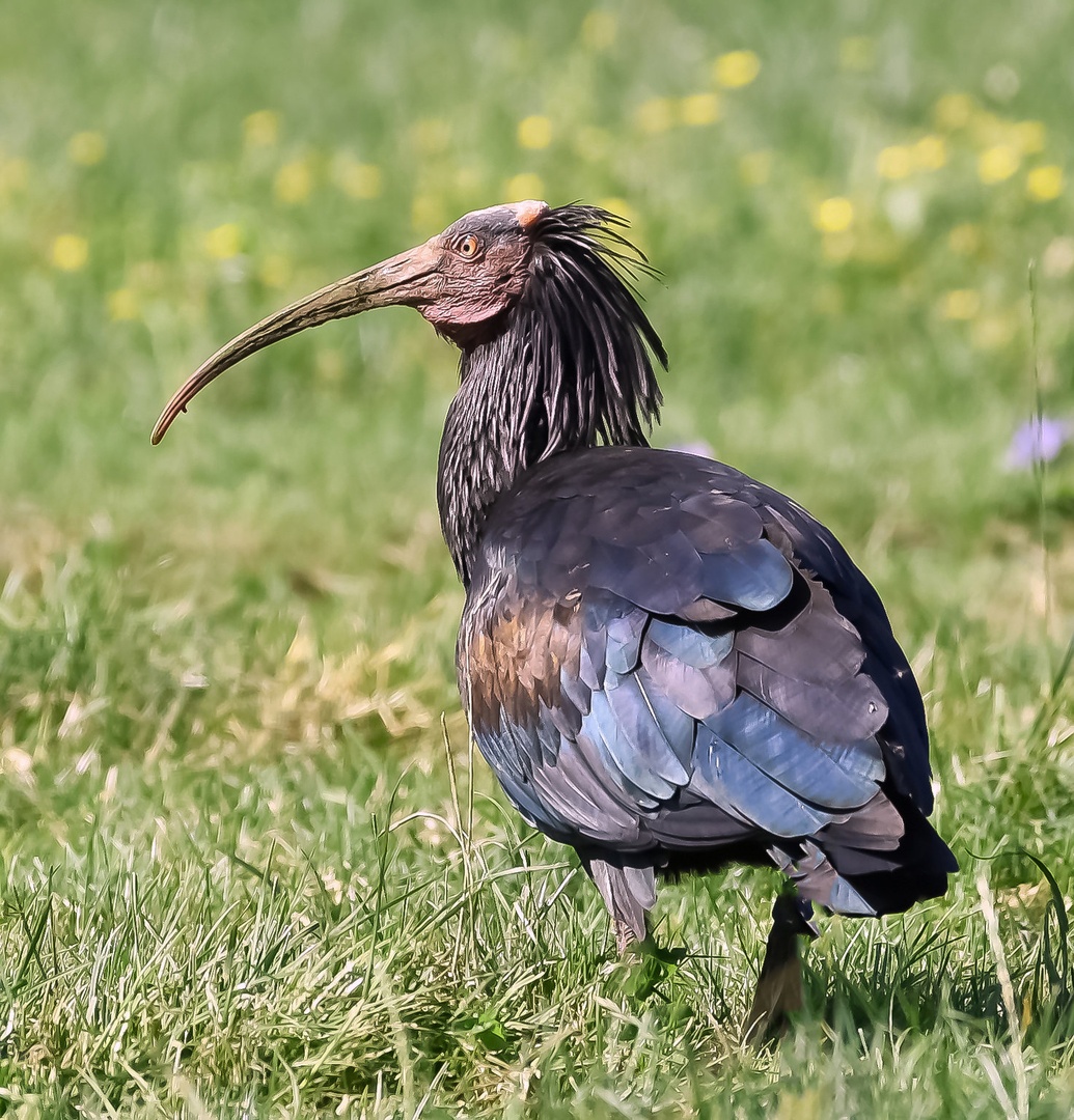 Klavžar - imenovan tudi grivasti Ibis by Vlado Sofronievski