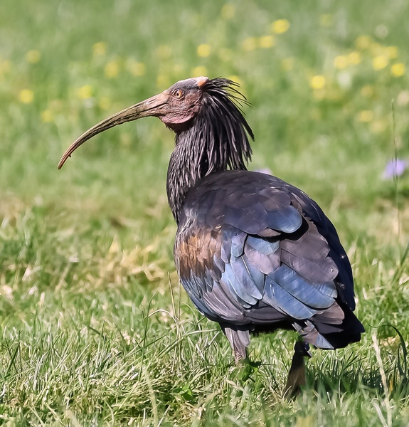 Klavžar - imenovan tudi grivasti Ibis by Vlado Sofronievski