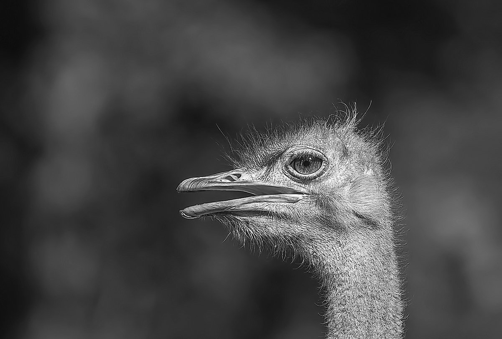Struthio camelus by Vlado Sofronievski