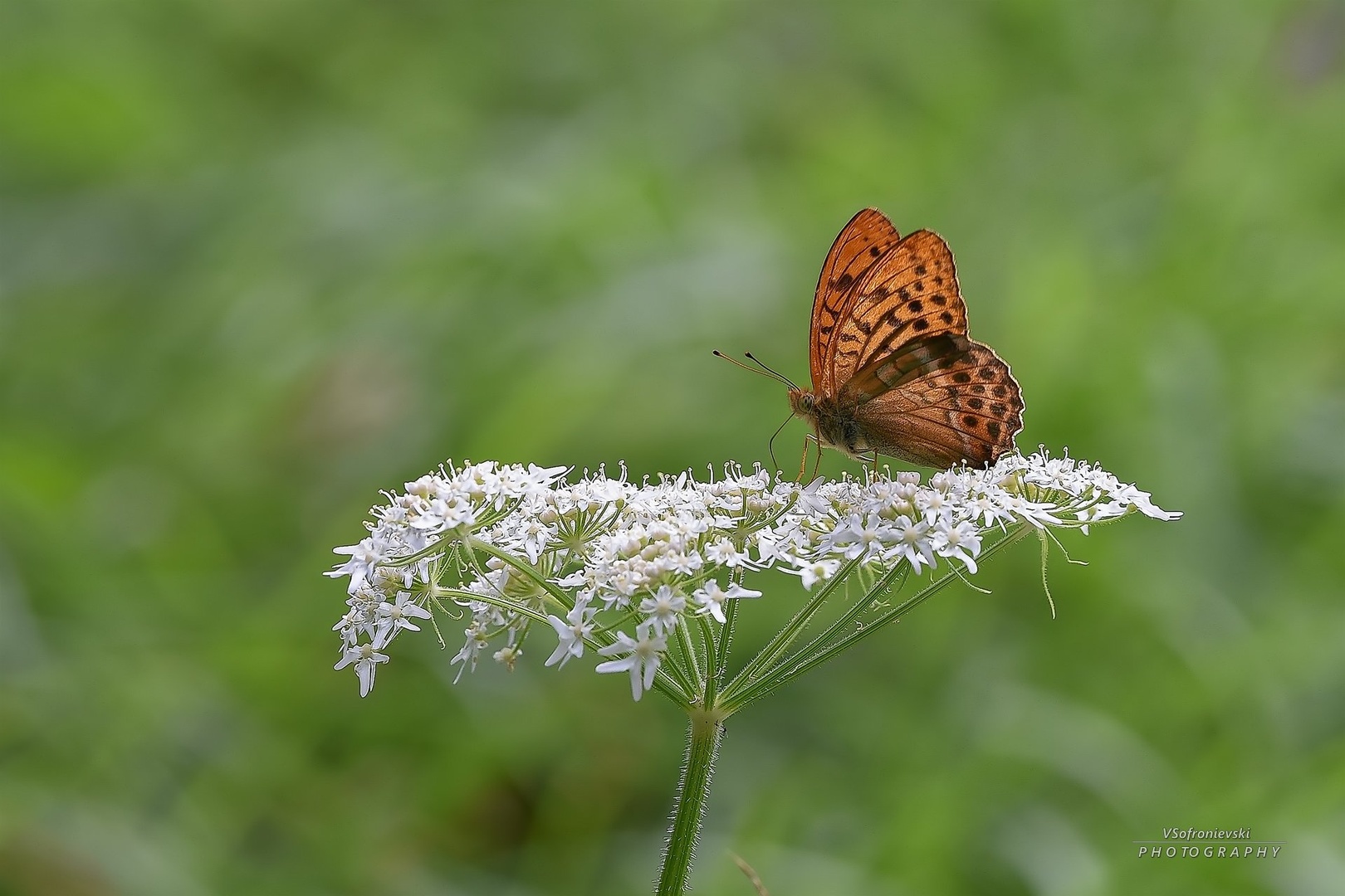 Gospica - Argynnis paphia by Vlado Sofronievski