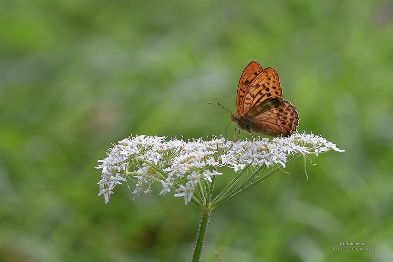 Gospica - Argynnis paphia by Vlado Sofronievski