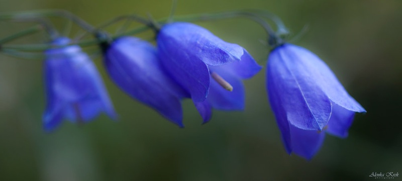Rušnata zvončica (Campanula cespitosa) by Alenka Krek