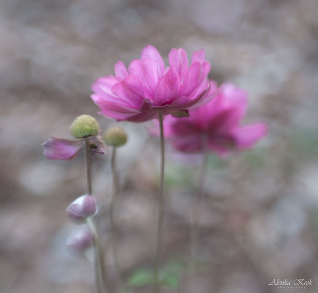 Anemone by Alenka Krek