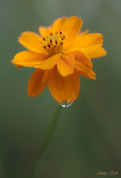Oranžna kozmeja by Alenka Krek