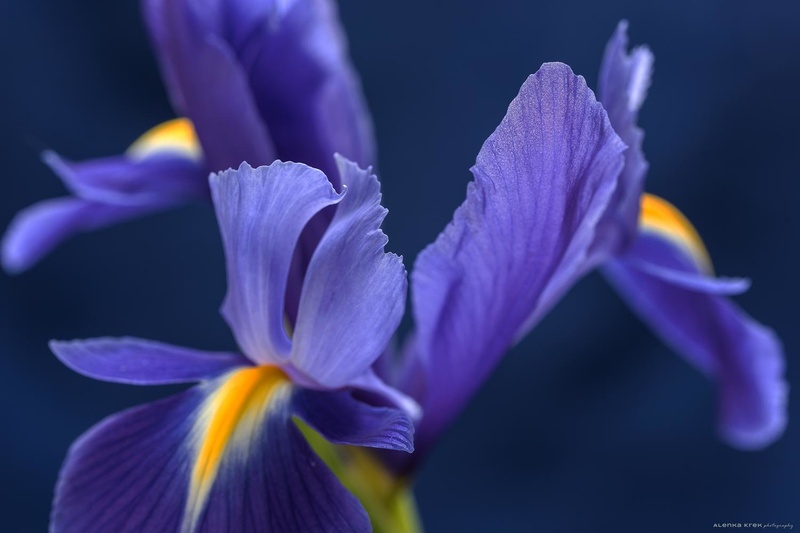 Iris by Alenka Krek