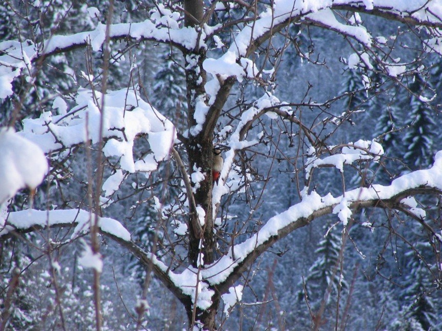preživetje v naravi by