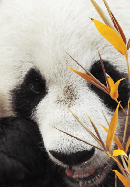 Panda by Matej Petelin
