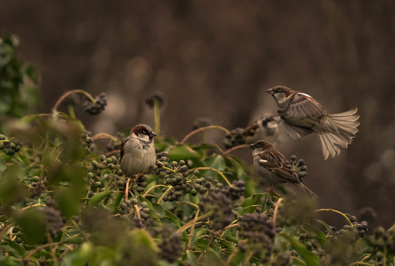 Vrabci (Like a Sparrow) by Ivan Benk