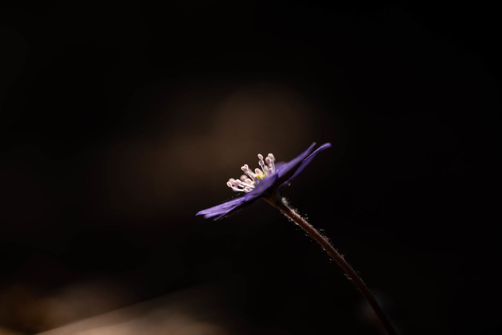 Macro prašniki by Ivan Benk