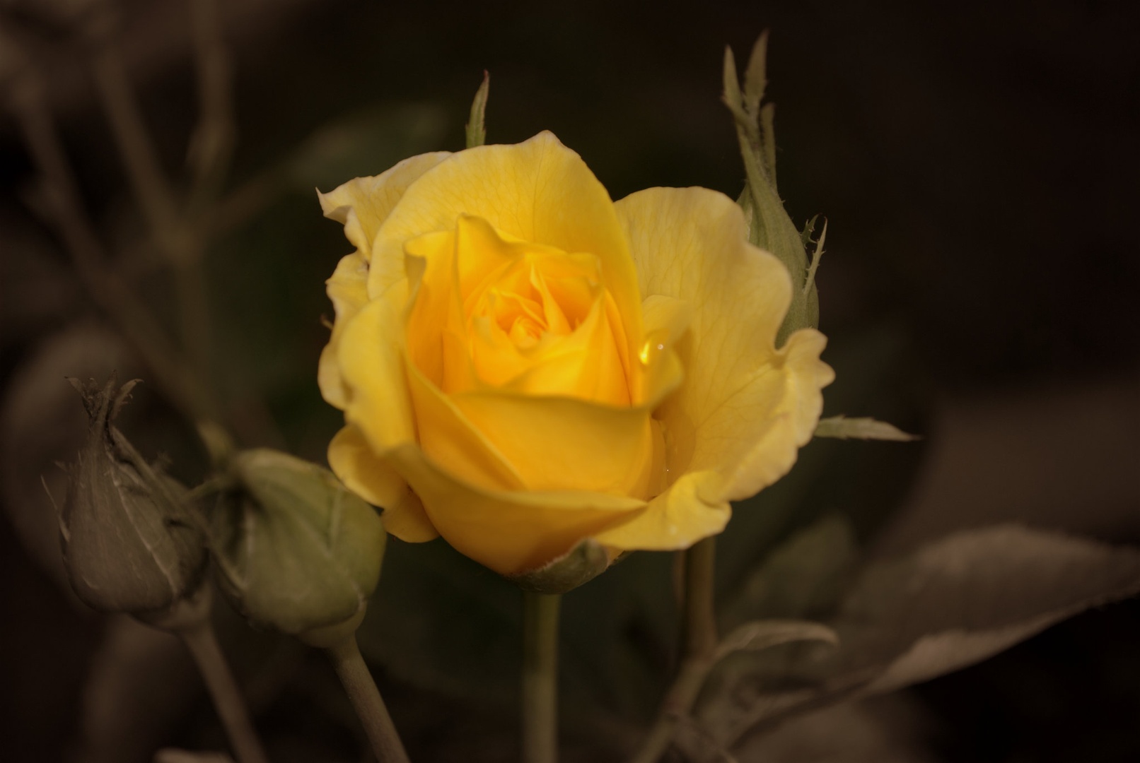 Kapljica rose by Nastja Klajnšek