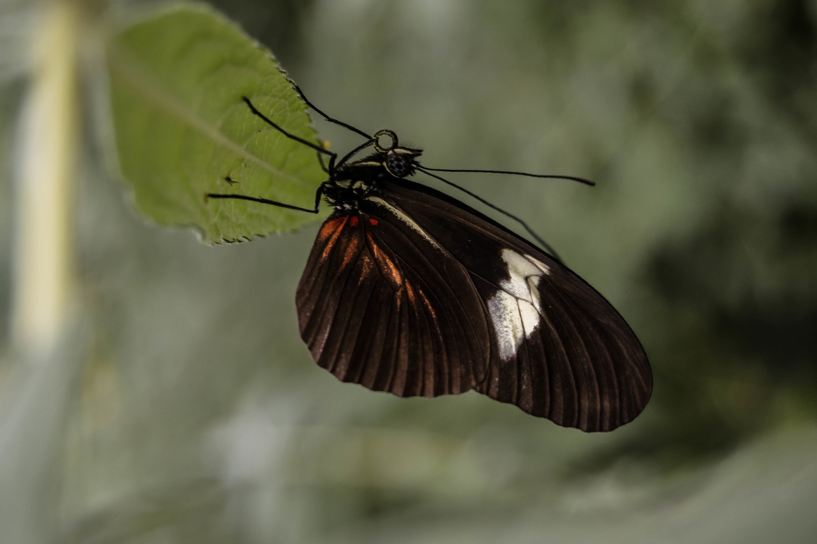Heliconius by Nastja Klajnšek