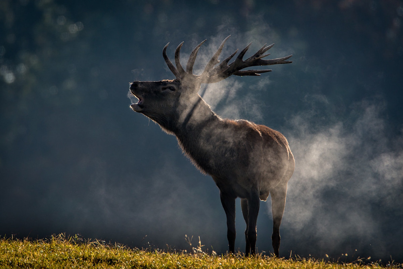 Red Deer by Joško Šimic