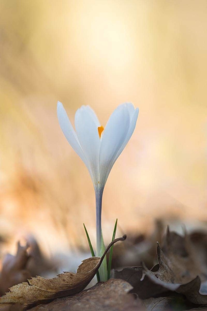 Beli žafran (Crocus vernus albiflorus) by Joško Šimic