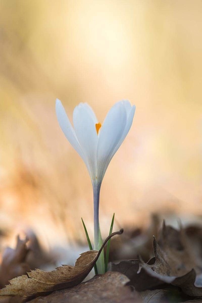 Beli žafran (Crocus vernus albiflorus) by Joško Šimic
