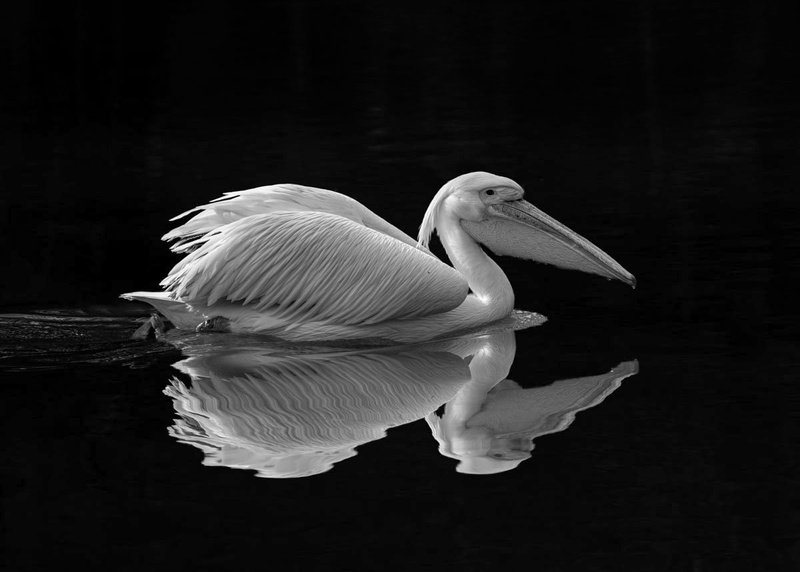 Pelikan by Joško Šimic