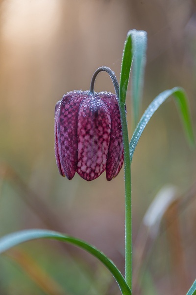 Močvirski tulipan (Fritillaria meleagris) by Joško Šimic