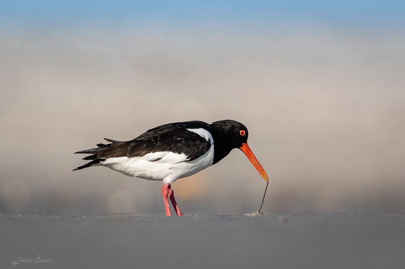Školjkarica (lat. Haematopus ostralegus) by Joško Šimic