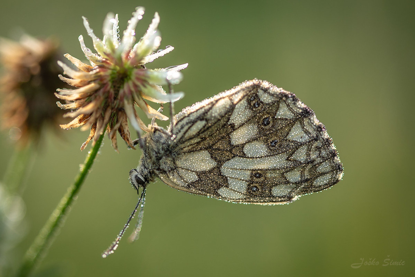 Travniški lisar (Melanargia galathea) by Joško Šimic