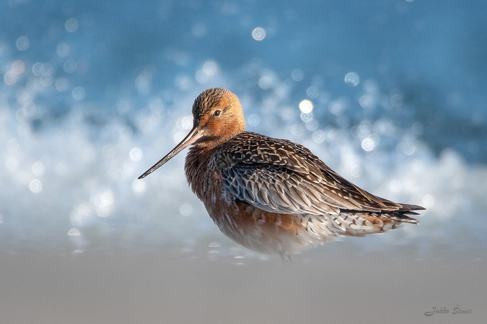 Progastorepi kljunač (Limosa lapponica) by Joško Šimic