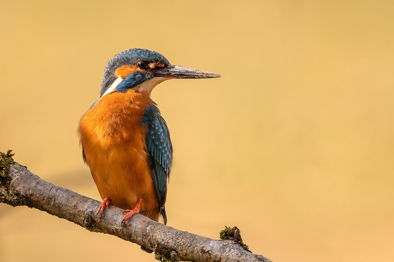 Vodomec / Common kingfisher / Alcedo atthi by Joško Šimic