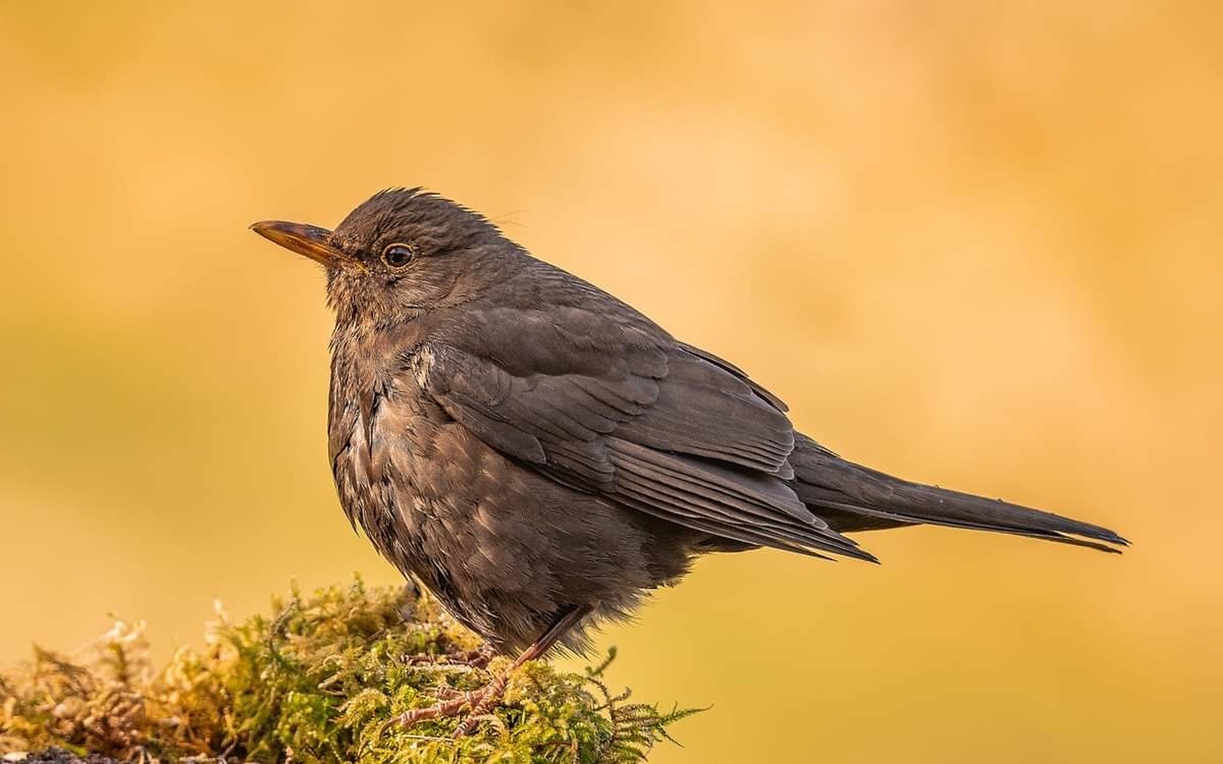 Common blackbird (Turdus merula) by Joško Šimic