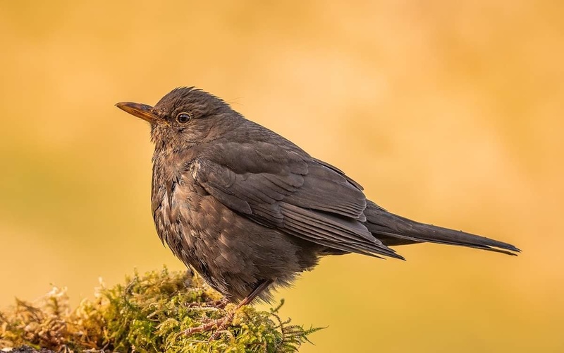 Common blackbird (Turdus merula) by Joško Šimic