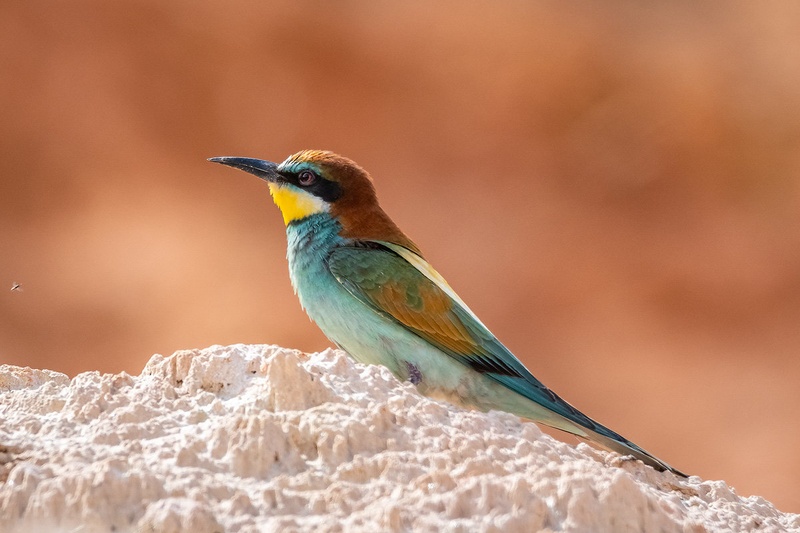 Čebelar ali legát /Bee-eater /Merops apias by Joško Šimic