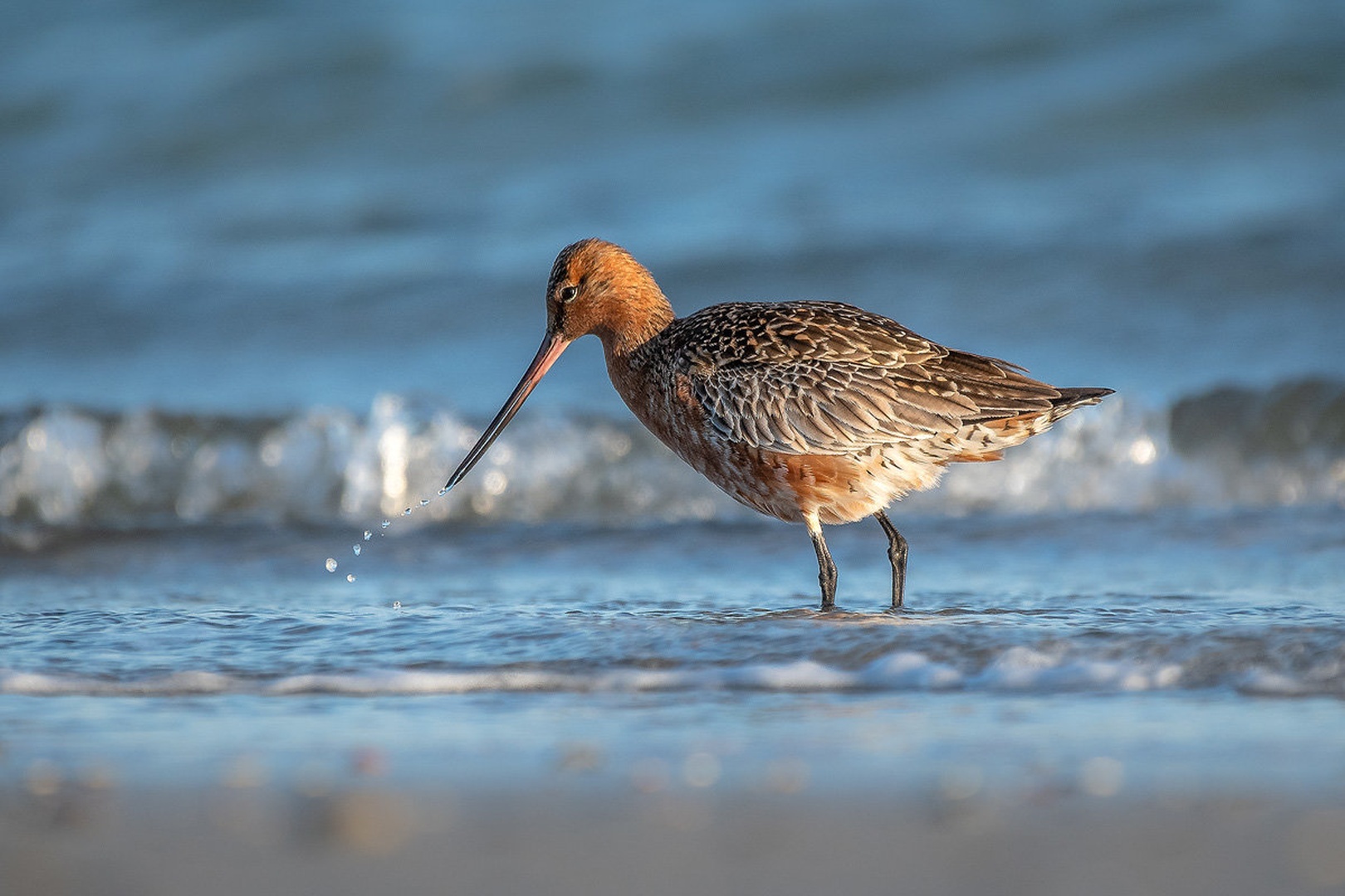 Progastorepi kljunač (Limosa lapponica) by Joško Šimic