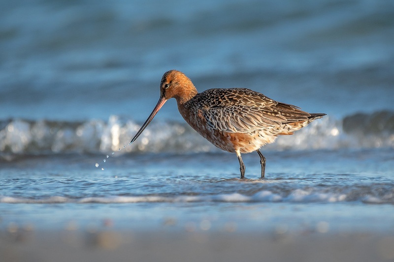 Progastorepi kljunač (Limosa lapponica) by Joško Šimic