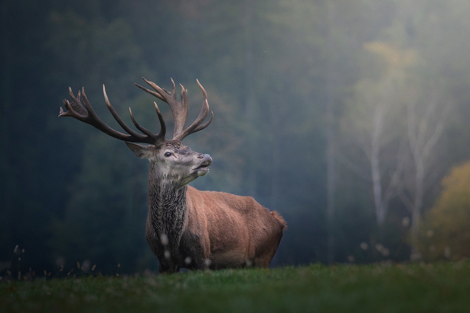 Navadni jelen (Cervus elaphus) by Joško Šimic