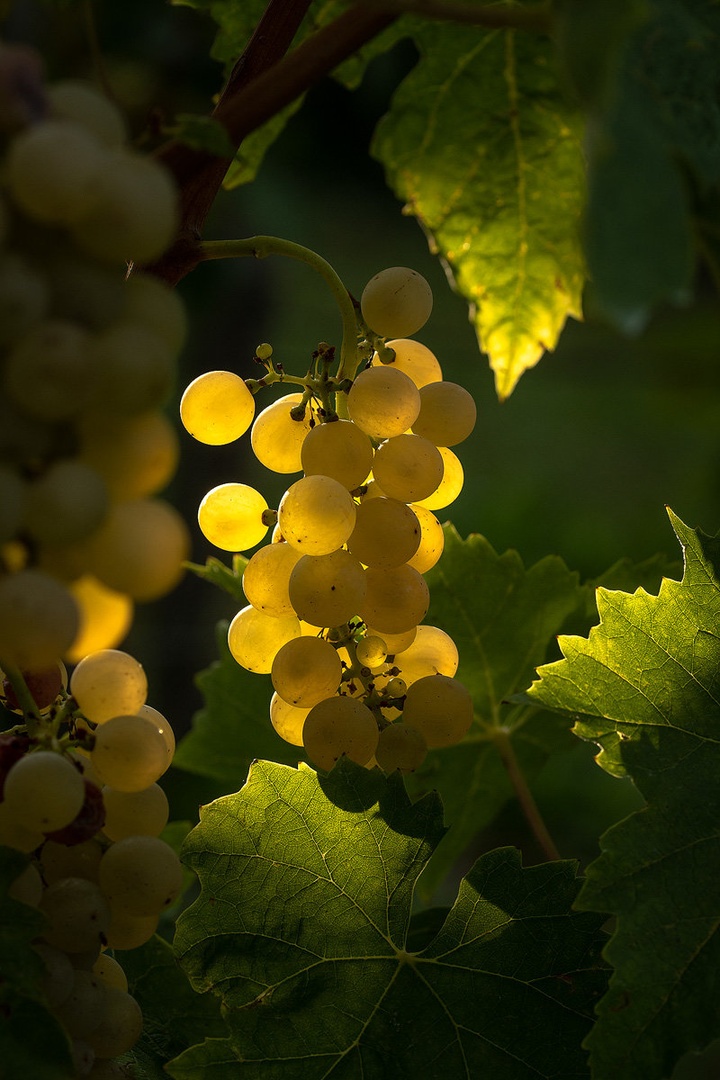 Jutro v vinogradu by Joško Šimic