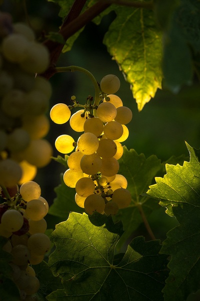 Jutro v vinogradu by Joško Šimic