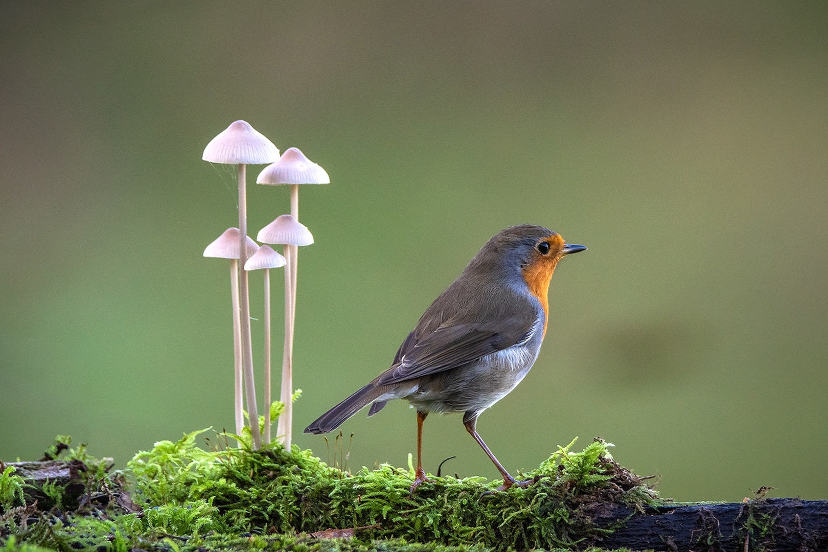 Taščica (Erithacus rubecula) by Joško Šimic