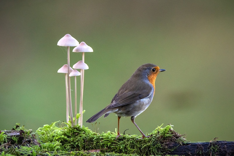 Taščica (Erithacus rubecula) by Joško Šimic