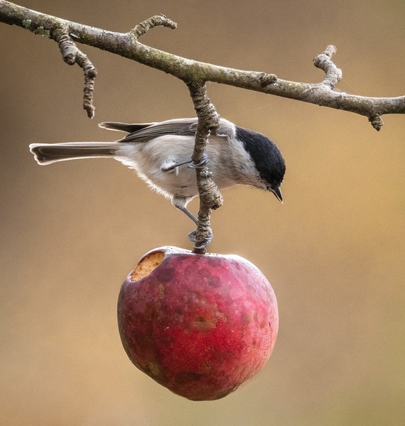 Močvirska sinica (Parus palustris) by Joško Šimic