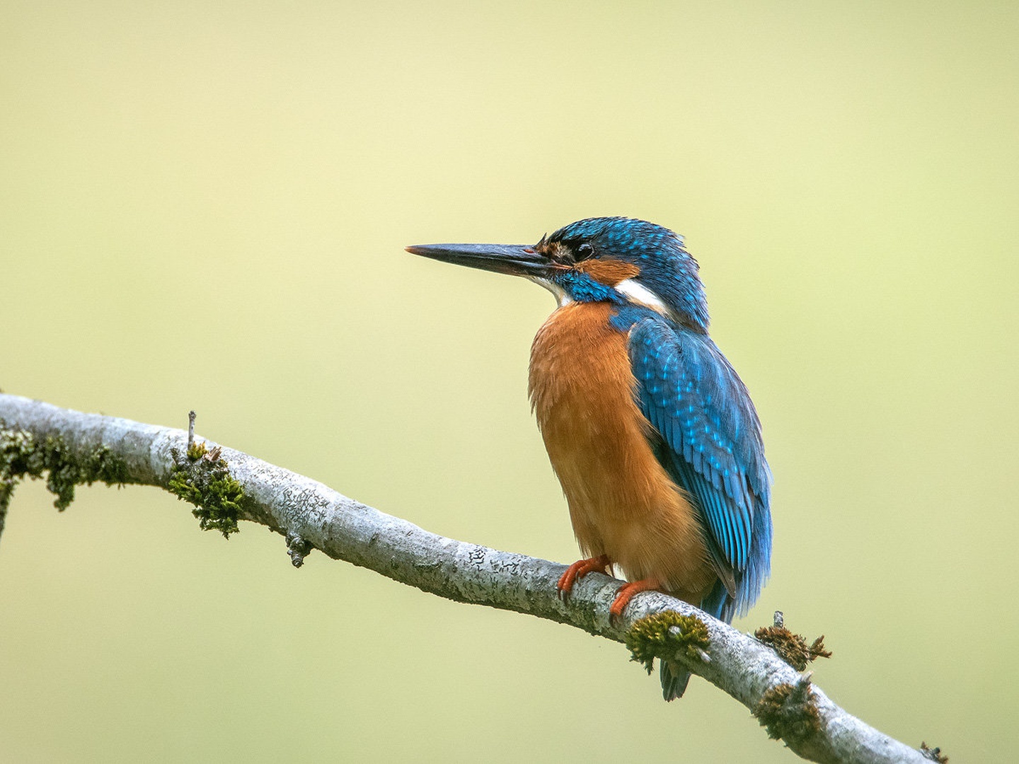Vodomec (Alcedo atthis) by Joško Šimic