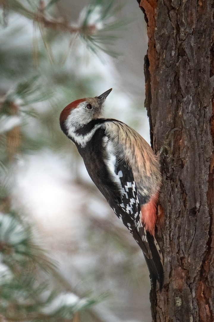 Srednji detel ( Dendrocopos medius) by Joško Šimic