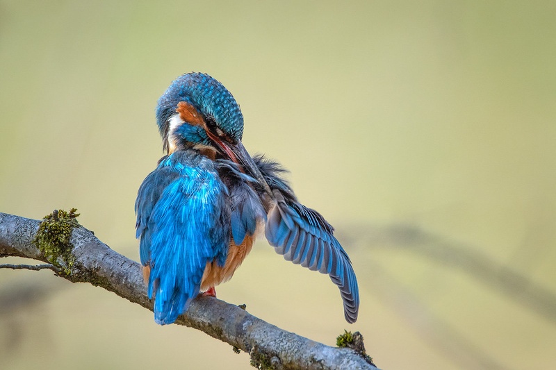 Vodomec, Common kingfisher, Alcedo atthis by Joško Šimic