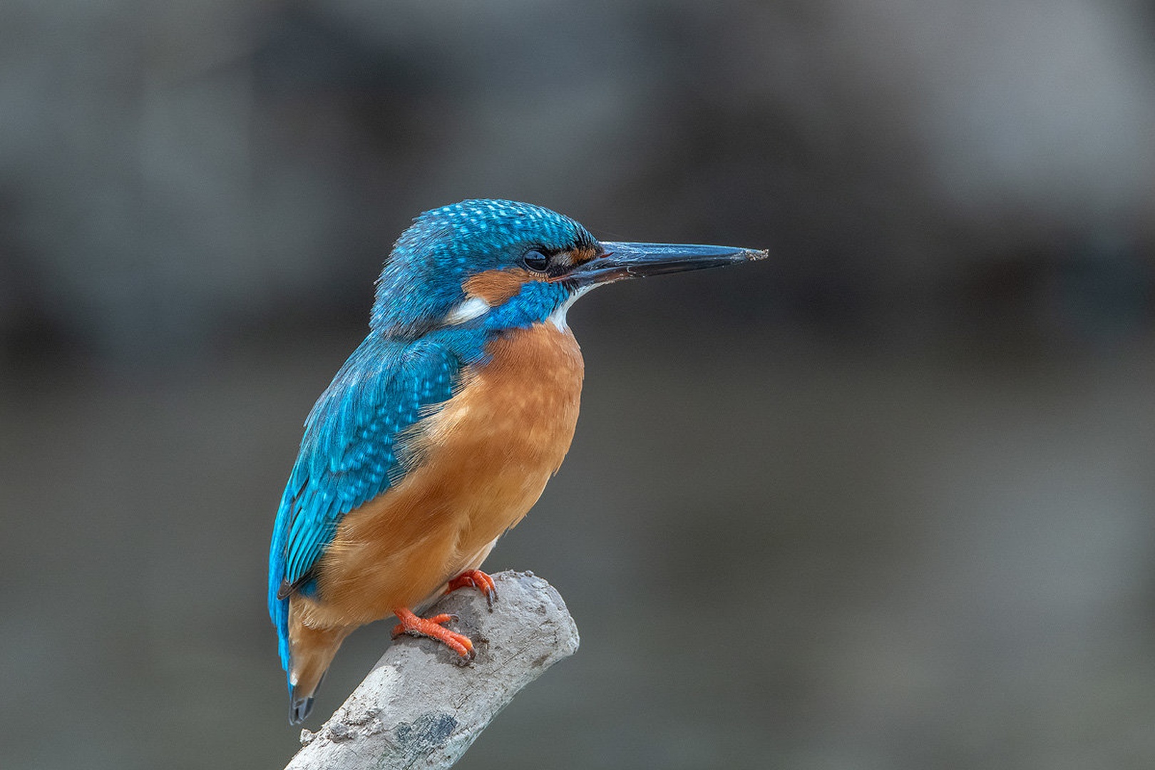Vodomec (Alcedo atthis) by Joško Šimic