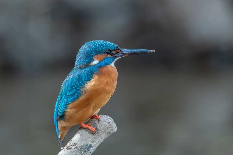 Vodomec (Alcedo atthis) by Joško Šimic